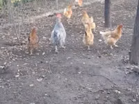 Датская несушка — фото 1