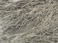 Boma Rhodes Hay - Very Clean and Fresh — Foto 4