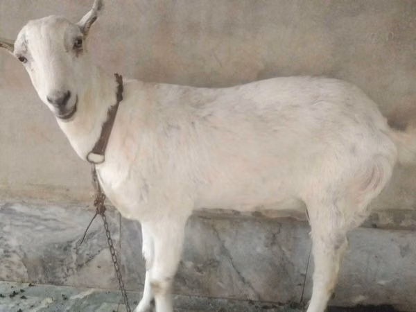 Billy Goat, Barbari goats