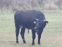 Bull, Simmental cattle — photo 2