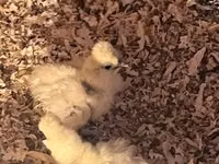 Silkie — photo 2