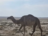 Kamele (Partie, Geschlecht nicht angegeben), Anafi camel — Foto 3