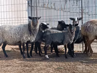 भेड़ें (लॉट, लिंग निर्दिष्ट नहीं), Romanov sheep — फ़ोटो 5