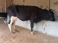 Kuh, Latvian Blue cattle — Foto 8