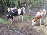 Cow, Simmental cattle — photo 7