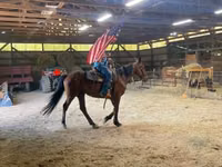 घोड़ा, Standardbred — फ़ोटो 1