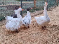 Geese — foto 4