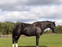 Hengst, Percheron — Foto 5