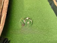 Azolla Seedlings — الصورة 3