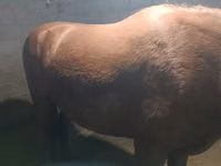 Mare, Budyonny horse — photo 1