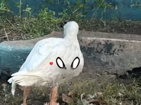 Geese — الصورة 2
