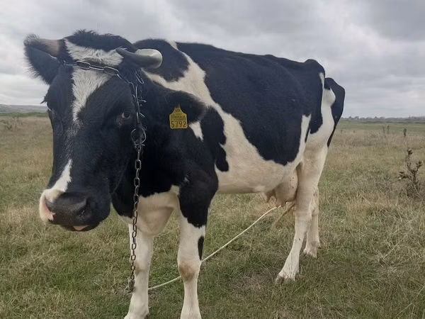 بقرة, Russian Black pied cattle