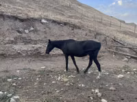 Mare, Anglo-Arabian — photo 2
