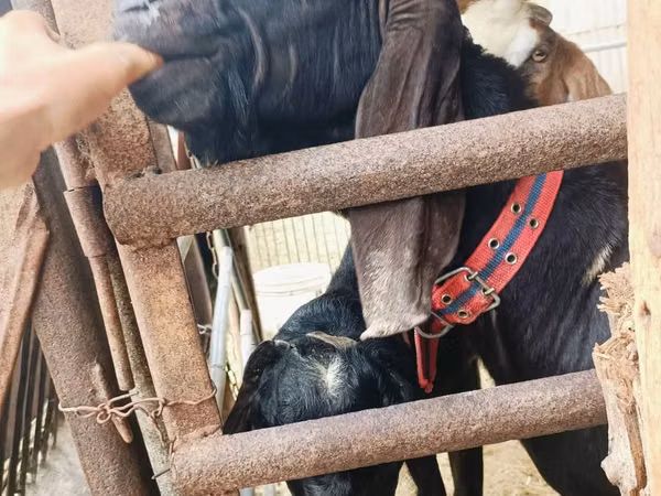 Billy Goat, Kamori goats