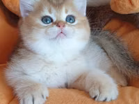 Britaniya Şinşilla (Golden/Blue eyes) balası - Cins: Britaniya — foto 3