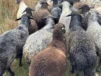 Sheep, Bessarabian sheep — photo 1