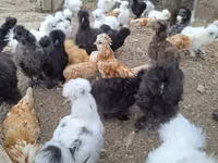 Датская несушка — фото 8