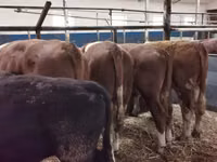 Cattle (batch, sex not specified), Hereford — photo 7