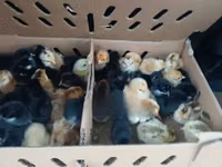 Shamo chickens — photo 1