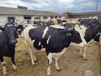 Cow, Holstein breed — photo 6