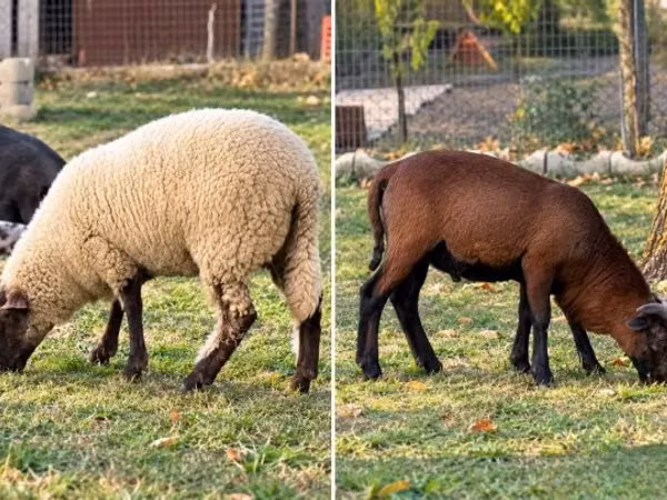 Sheep (batch, sex not specified), White Suffolk sheep