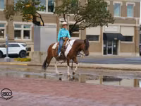 Horse (M), Pinto horses — photo 7