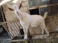 公山羊, Saanen goat — 照片 1