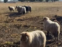 كبش, Racka sheep — الصورة 1