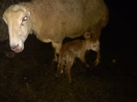 Sheep, Sheep — photo 2