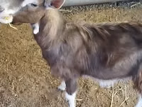 Billy Goat, Toggenburg goat — photo 8