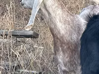 Goat, Beetal goats — photo 1
