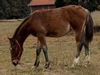 Caballo, Lipizzaner — foto 2