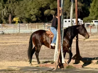 Mare, Horses — photo 3