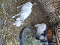 Cabras (lote, sexo no especificado), Cabras — foto 1