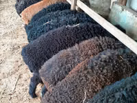 Carnero, Arabi sheep — foto 1