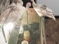 Turkeys — photo 3