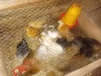 Chickens — Foto 2