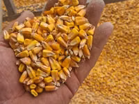 Porumb cu librare acasa 4,40 lei/kg — foto 1