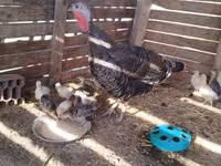 Turkeys — Foto 1
