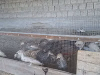 Gallina eslovena plateada — foto 4