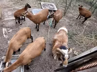 Carnero, Cameroon sheep — foto 5