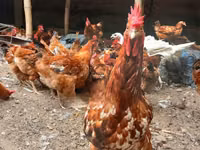 دجاج شمو — الصورة 8