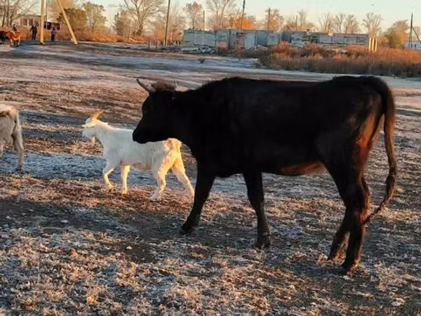 Vaca, Ganado vacuno