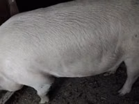 Eber, Schweine — Foto 1