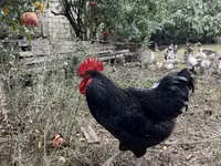 Chickens — 照片 2