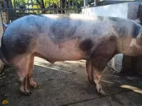 Boar — photo 2