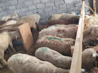 Schaf, Beulah Speckled face sheep — Foto 8