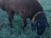 Ram, Qashqai sheep — photo 4
