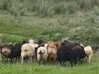 Widder, Gorkov sheep — Foto 4