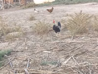 Chickens — 照片 6